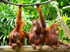 Borneo + Philippines: Jungle + Tropical Islands + Mt Kinabalu