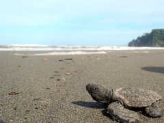 Costa Rica Turtle Conservation Experience 