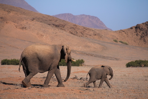 Namibian Desert Elephant Project