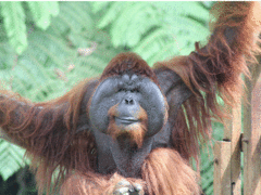 Orangutans and Tribes Tour