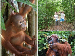 Orangutan Conservation in Borneo