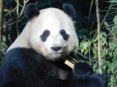 Panda Conservation in China