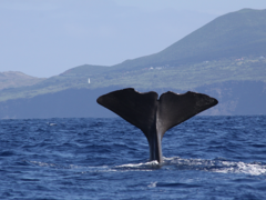 Whale Conservation in the Azores