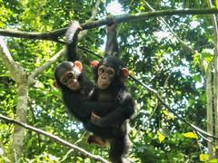 Africa: Gorilla and Chimpanzee Conservation Project in Cameroon