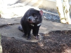 Tasmanian Devil Care & Release