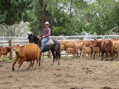 Ranch Jobs in Australia