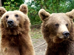 Bear Sanctuary Volunteering in Romania