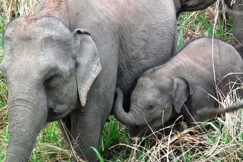 Elephant Conservation in Sri Lanka
