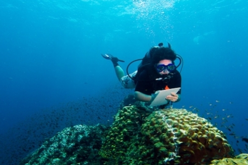 Diving and Marine Conservation in Thailand