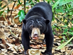 Volunteer with Sun Bears in Borneo