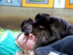 Volunteer with Monkeys and Baboons in South Africa