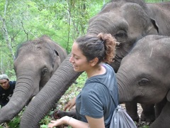 Elephant Research Internship, Northern Thailand