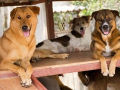 Veterinary Volunteer Job in Phuket, Thailand