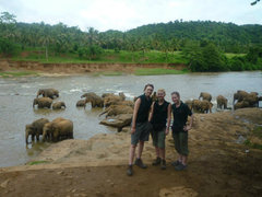 Volunteer at an Elephant Camp in Sri Lanka