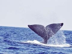 Tenerife Whale & Dolphin Conservation Placements from £150