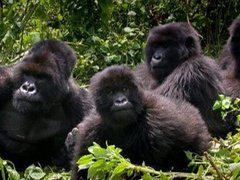 Uganda Mountain Gorilla Adventure