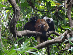 Madagascar Lemur Conservation Placements from £150