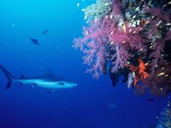 Fiji Shark Conservation Placements from £250