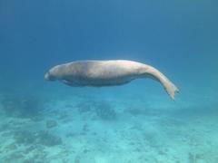 Belize Manatee Conservation Placements from only £250