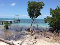 Belize Beach Conservation Course Credit Internship