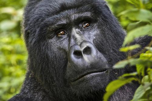 Gorilla Overland Wildlife Trip in Uganda