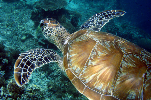 Top 5 Reasons to Volunteer with Sea Turtles in Malaysia