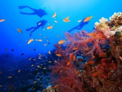 Discover Dive, Dahab, Egypt