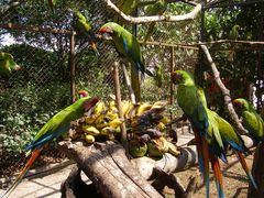 Volunteer in Costa Rica with Wildlife Rescure Program - from just $38 per day!