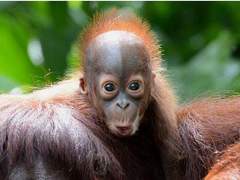 Sumatra Orang-utan Protection