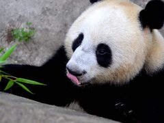 Panda Volunteer - Sichuan Chengdu