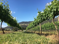 Top Reasons to Work on a Vineyard in Australia