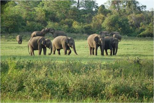 Sri Lanka Wildlife Conservation Volunteering