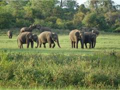 Sri Lanka Wildlife Conservation Volunteering