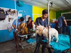 Animal Care Volunteer Work in Guatemala from US$310