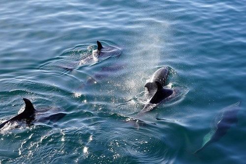 Best Places & Times of Year to Swim with Dolphins