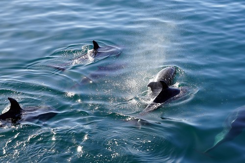 Best Places & Times of Year to Swim with Dolphins
