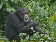 Chimpanzee Sanctuary Volunteer & Internship Placements in Sierra Leone