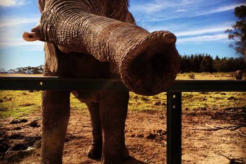 Volunteer with Elephants in South Africa