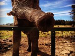 Volunteer with Elephants in South Africa