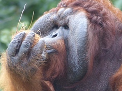 Volunteer with orangutans in Borneo