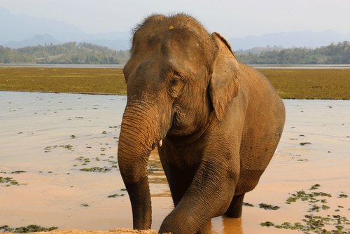 Volunteer with elephants in Laos