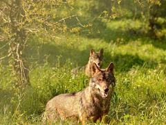 Volunteer with Wolves in Portugal