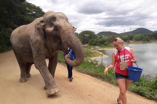 Volunteer at an elephant sanctuary in Thailand