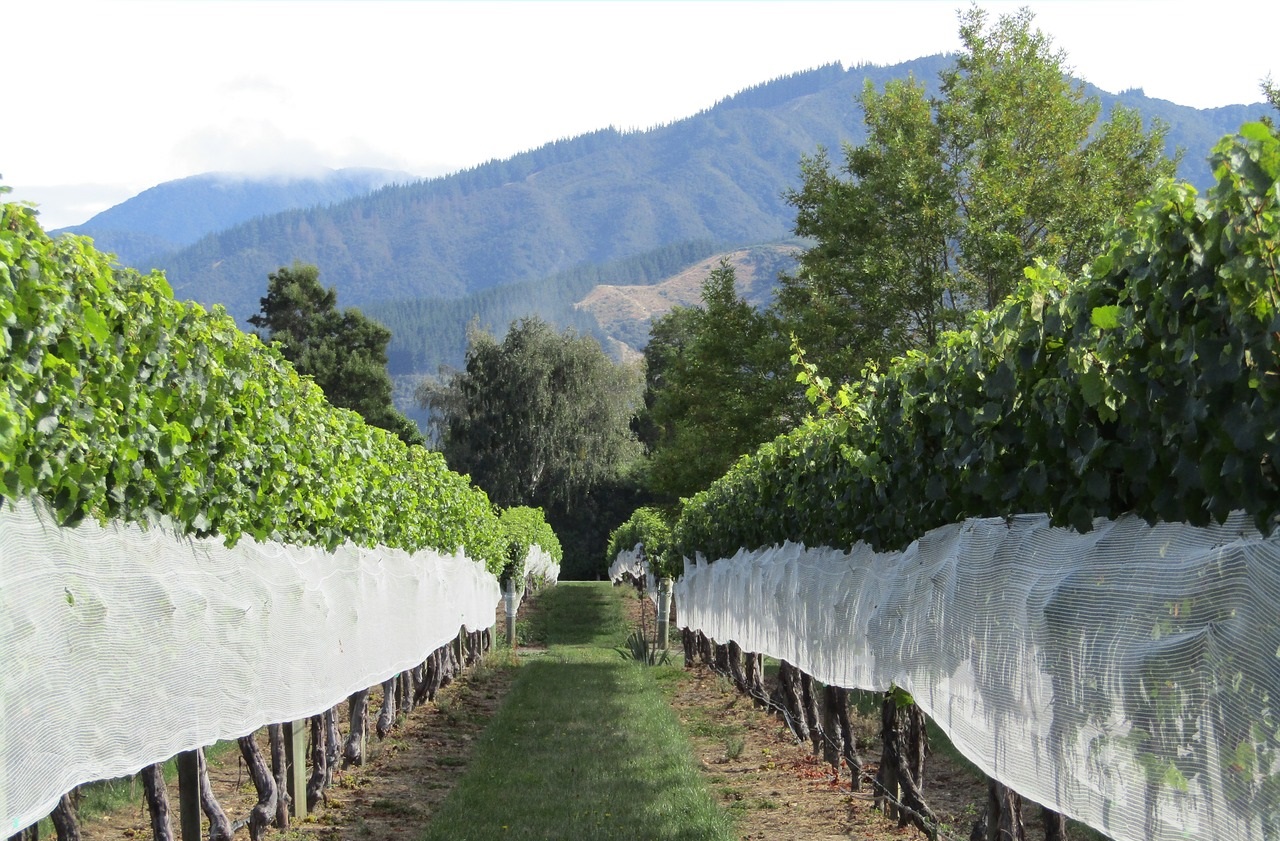 Best Wine Vinyards to Visit in New Zealand