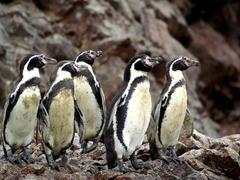 Peru Penguin Conservation