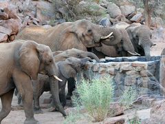 Volunteering in Namibia – Protecting Endangered Desert Elephants