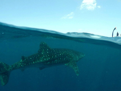 Volunteering in the Maldives – Protecting Endangered Whale Sharks