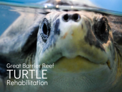 Great Barrier Reef Turtle Rehabilitation 