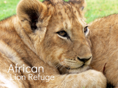 African Lion Refuge