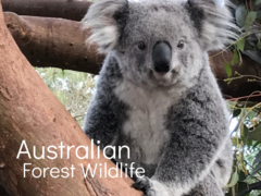 Australian Forest Wildlife. Sanctuary for Injured Wildlife & Birds
